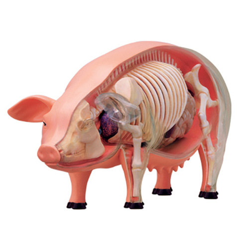 인체 모형 4D 마스터 퍼즐 동물 바이오 돼지-624160