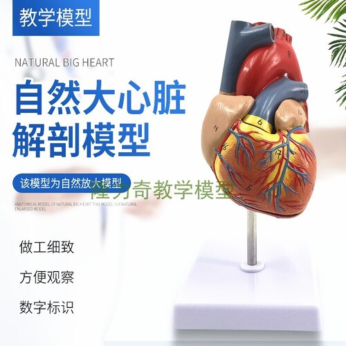 인체 모형 1:1 인체심장모델 B초채색초음파순환시스템 심내과 심장-624139
