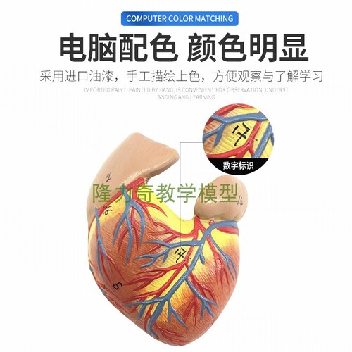 인체 모형 1:1 인체심장모델 B초채색초음파순환시스템 심내과 심장-624139