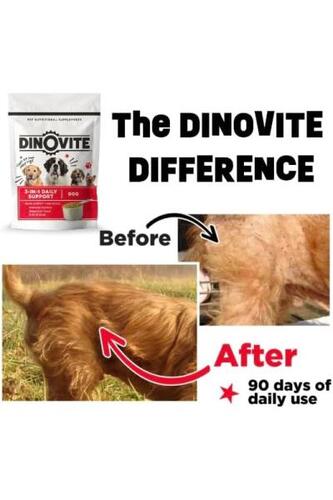 반려견 영양제 미국 중형견을 위한 Dinovite Dog Probiotics – 핫스팟 완화 지원, 건강한 면역 체계 촉진, 소화기 건강에 필수적인 비타민-641837